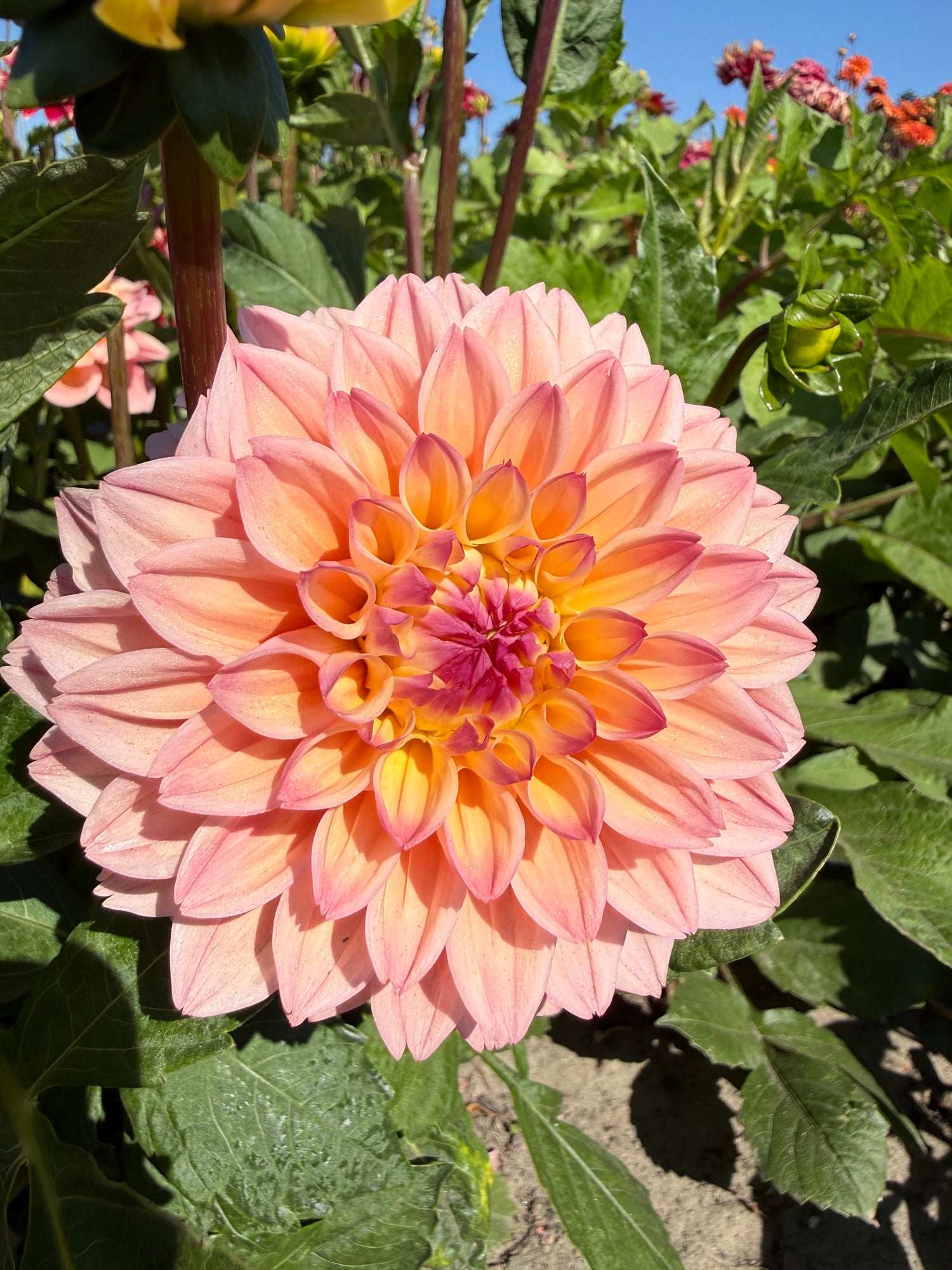 Dahlia Princesse Elisabeth