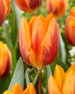 Tulipa Prinses Irene