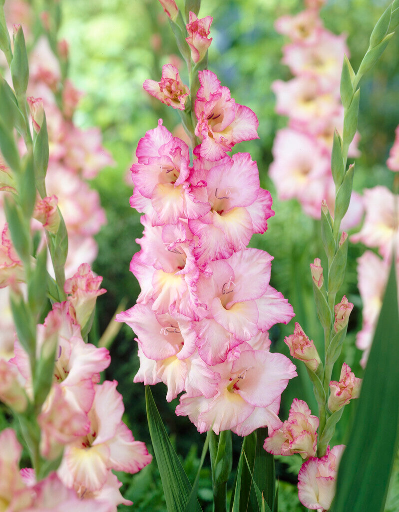 Gladiolus Priscilla