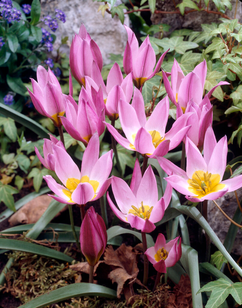 Tulipa Pulchella Humilis