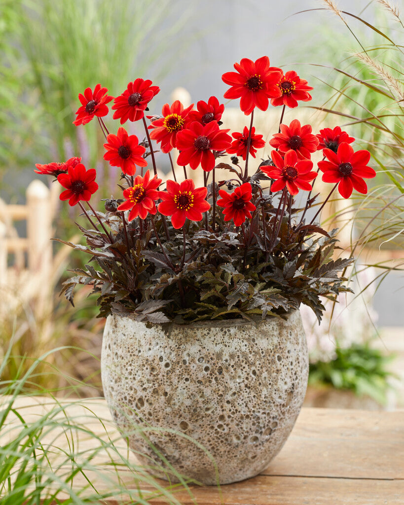 Dahlia Pulp Fiction