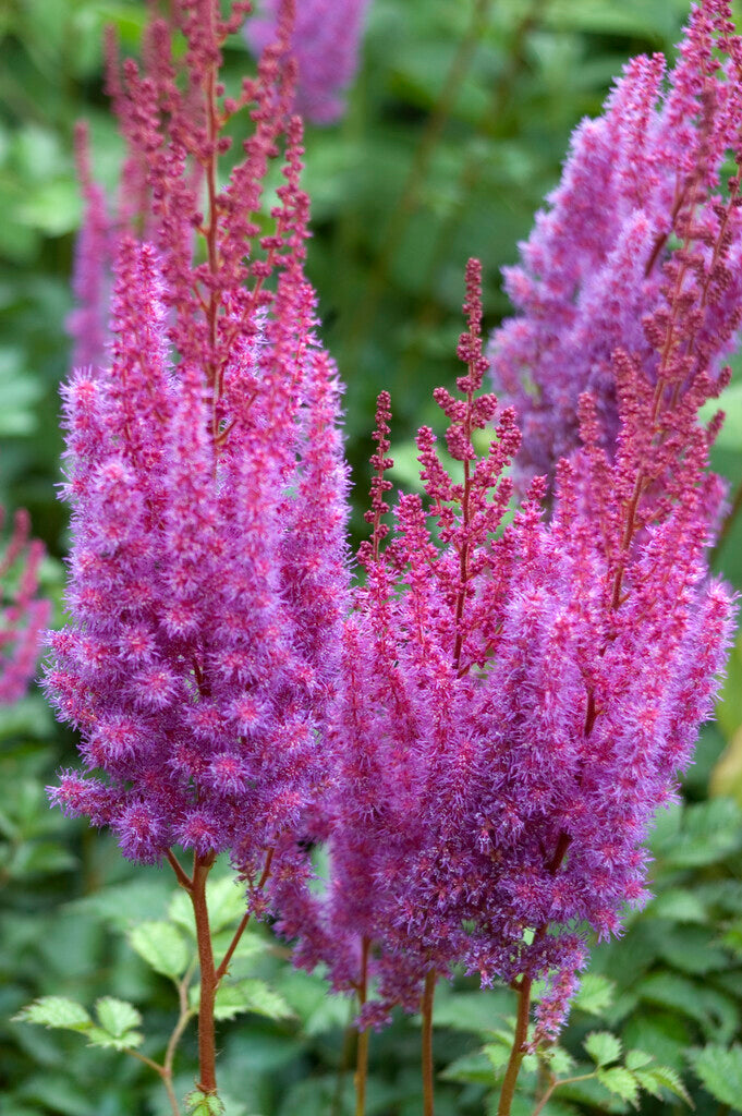 Astilbe Pumila