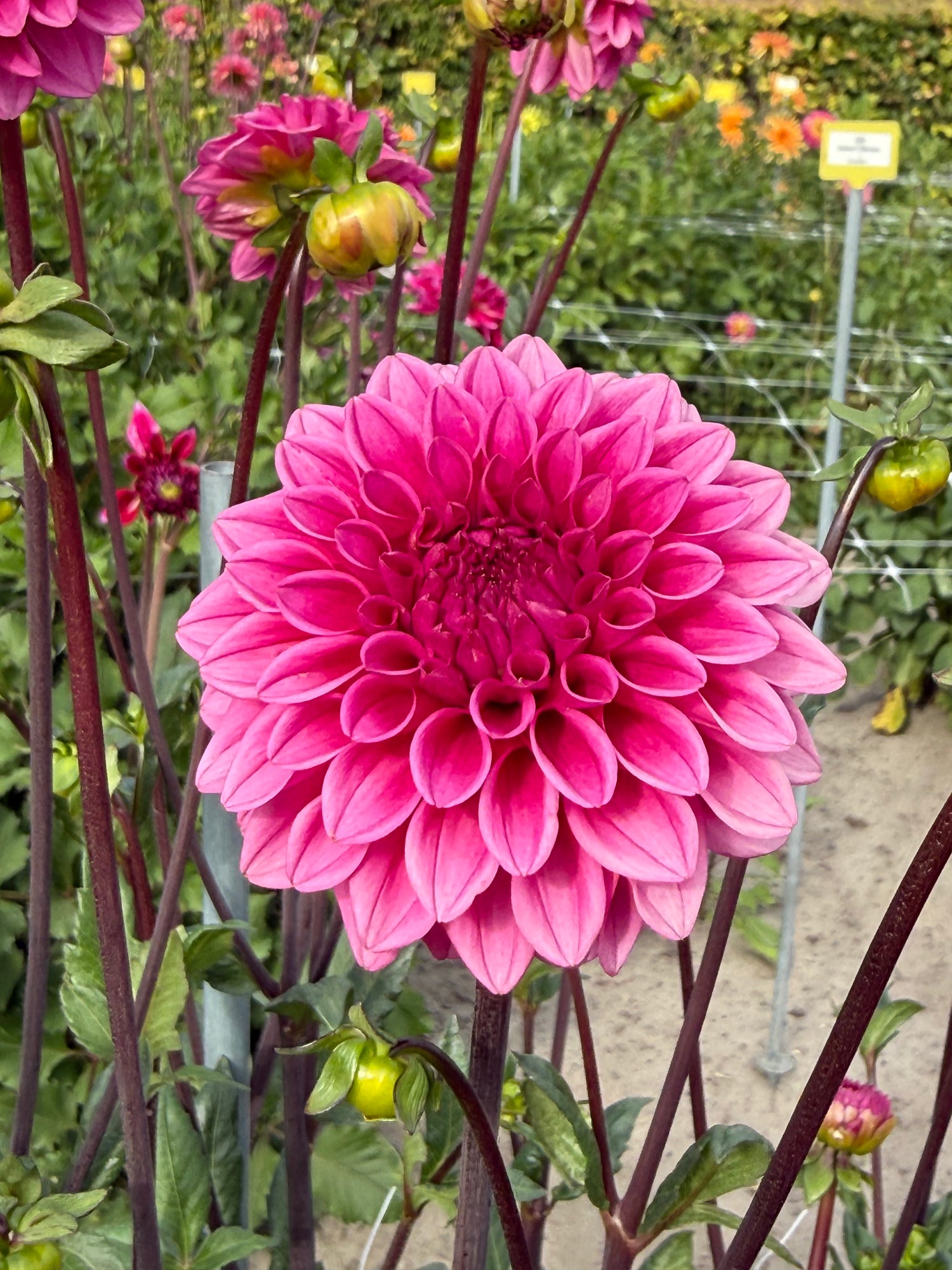 Dahlia Purple Cap