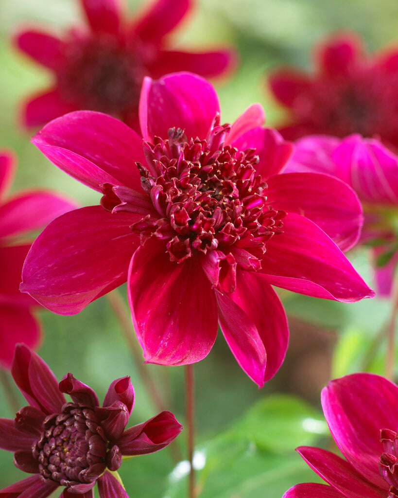 Dahlia Purpinca