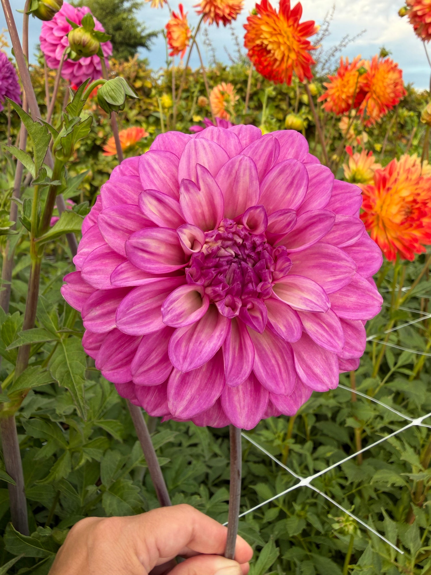 Dahlia Purple Balloon