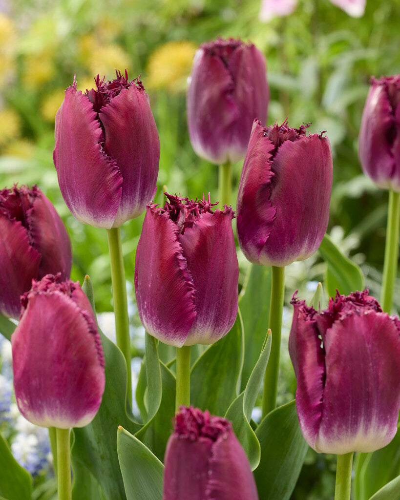 Tulipa Purple Crystal