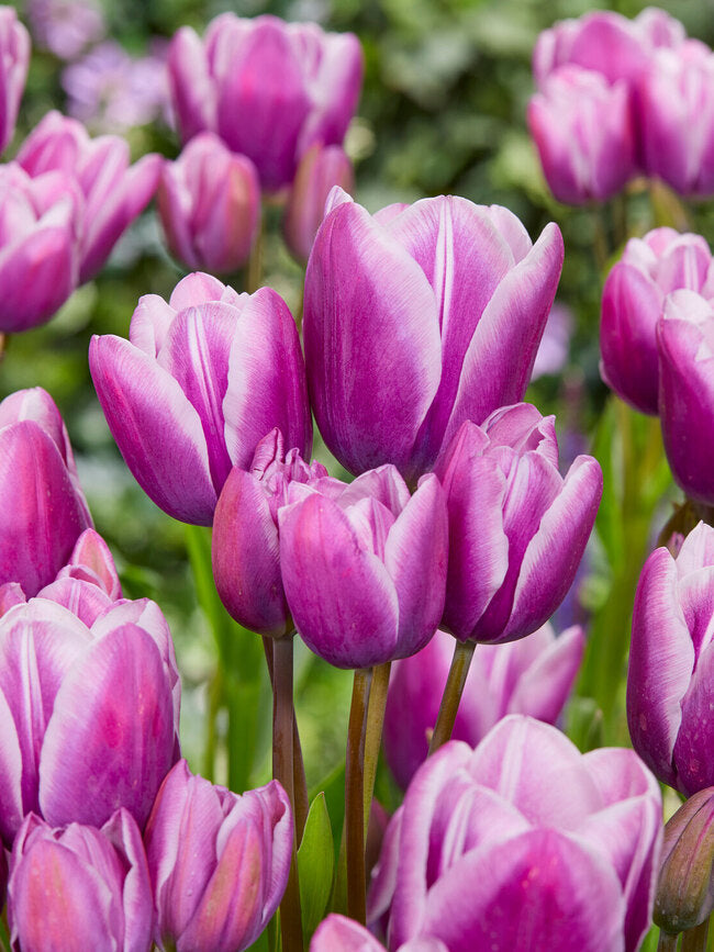 Tulipa Purple Elegance