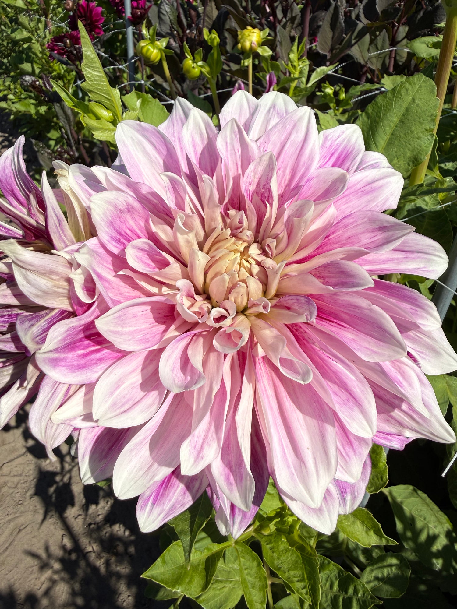 Dahlia Purple Explosion