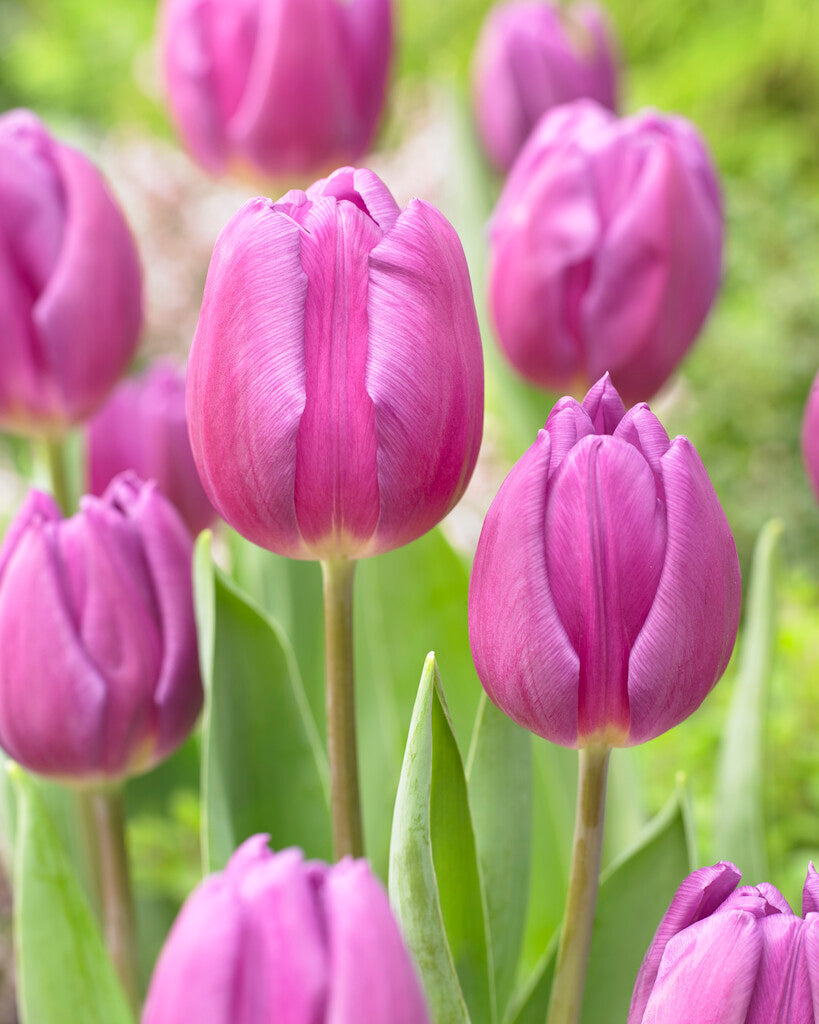 Tulipa Purple Flag