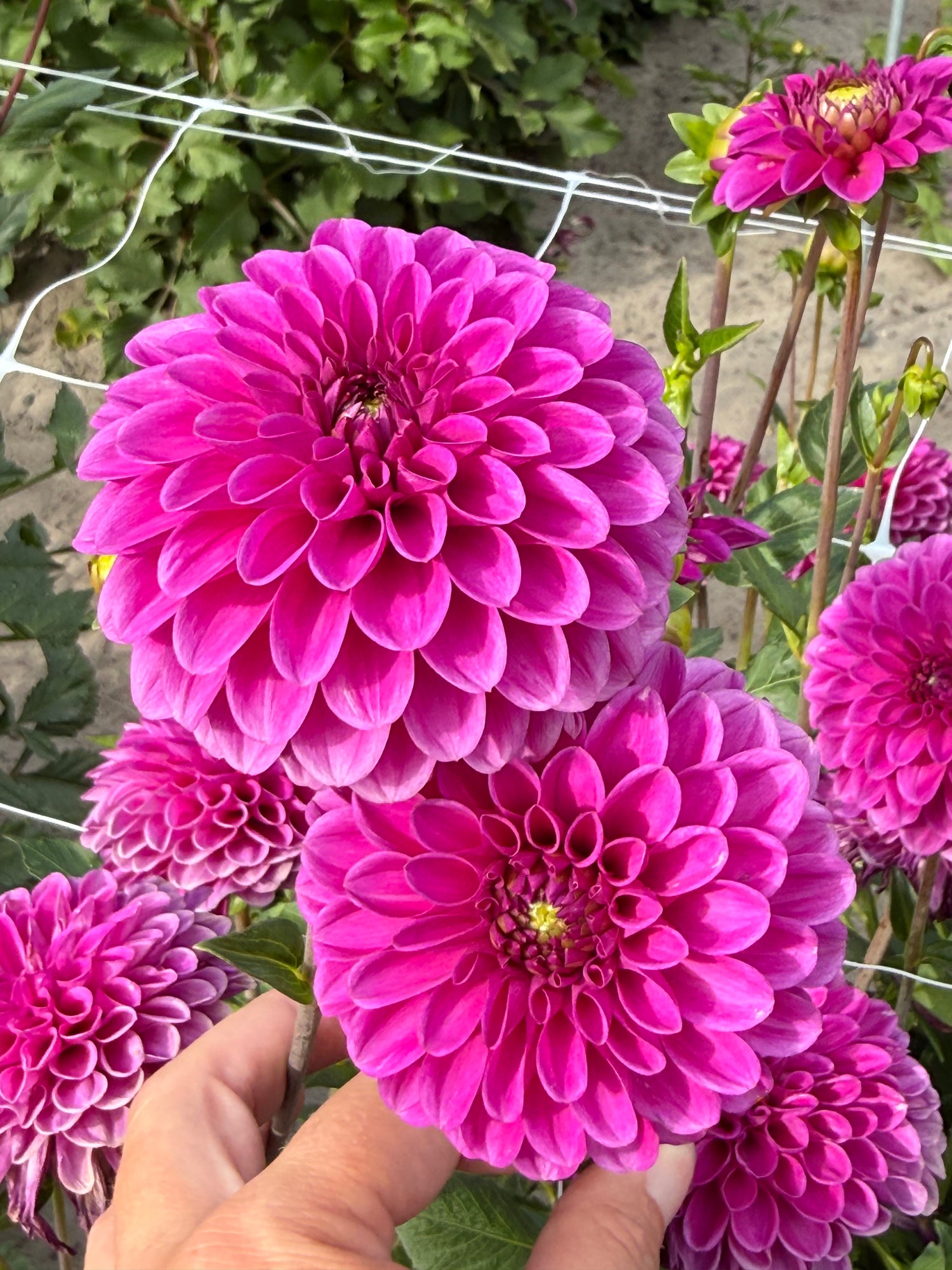 Dahlia Purple Fox