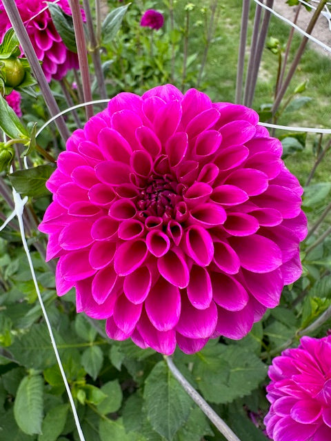 Dahlia Purple Fox