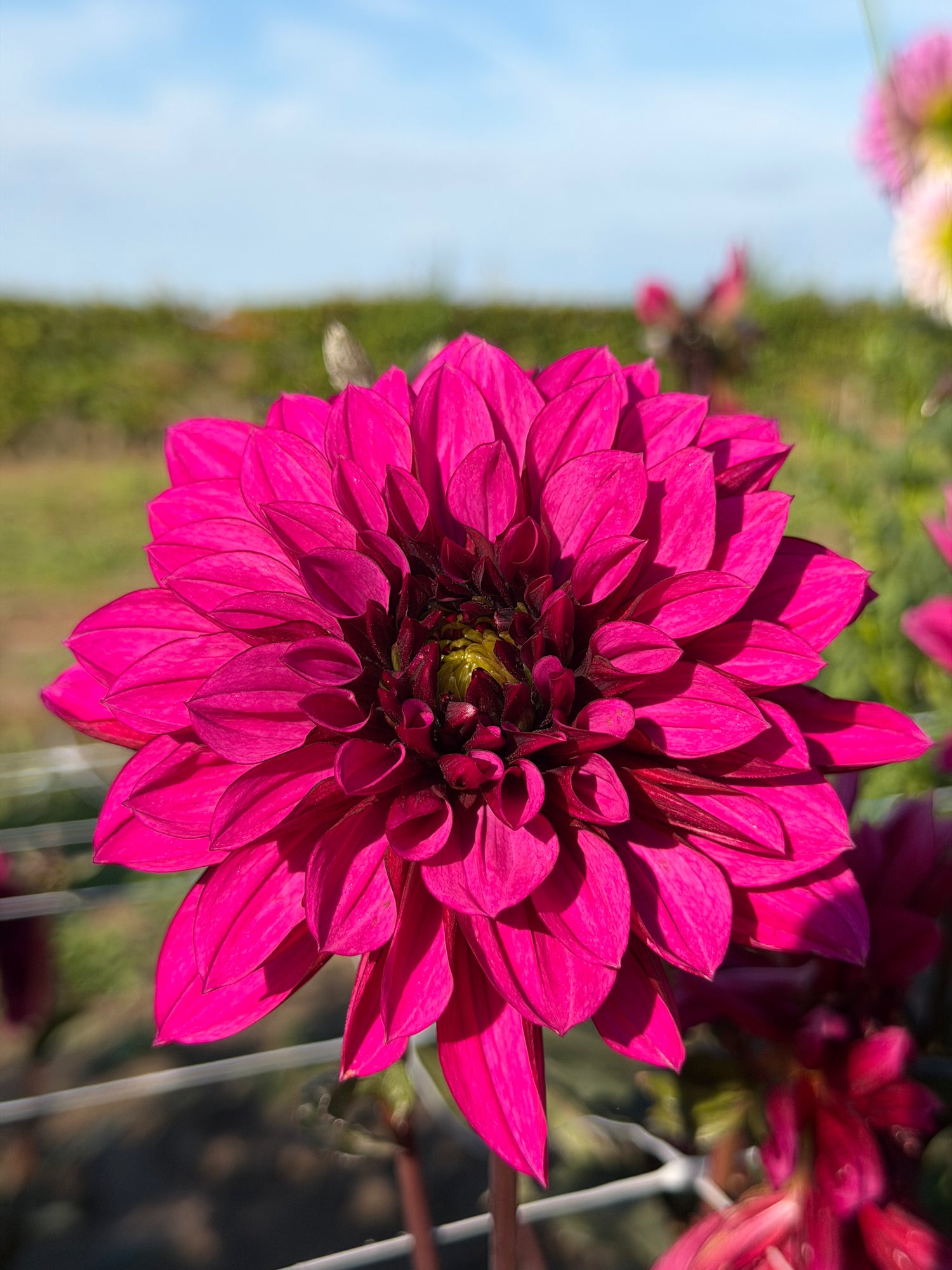 Dahlia Purple Haze