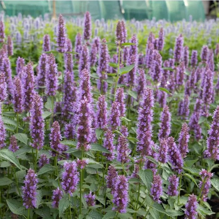 Agastache Purple Haze
