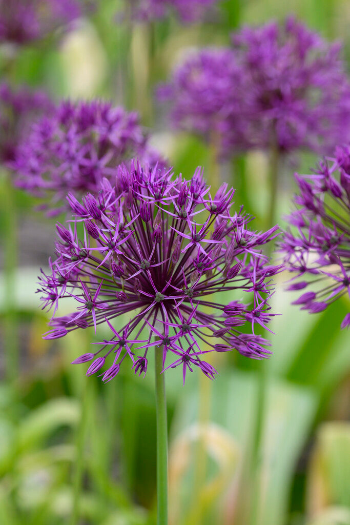 Allium Purple Rain