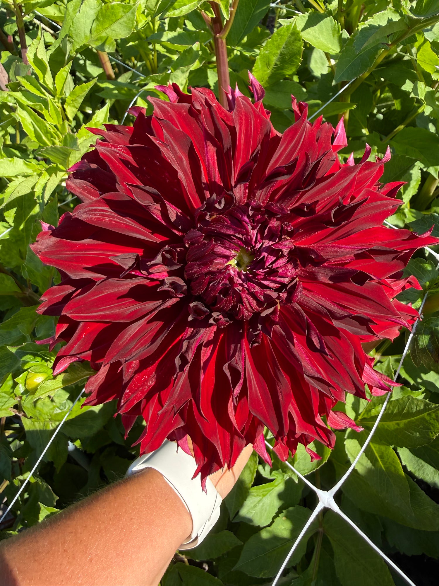 Dahlia Purple Taiheijo