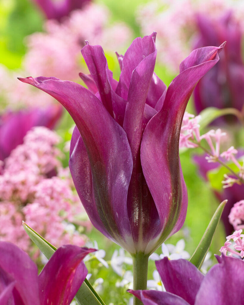 Tulipa Purple Doll