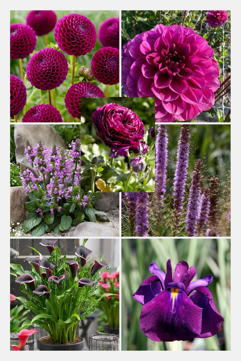 The Purple Garden Summer Flowers Collectie