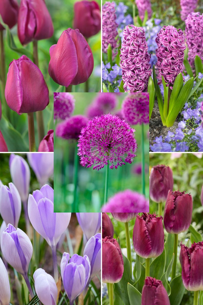 Purple Garden-Kollektion