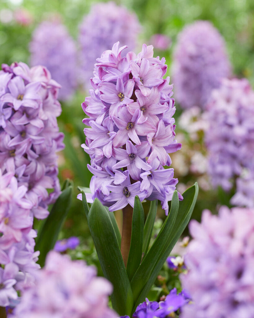 Hyacinth Purple Star