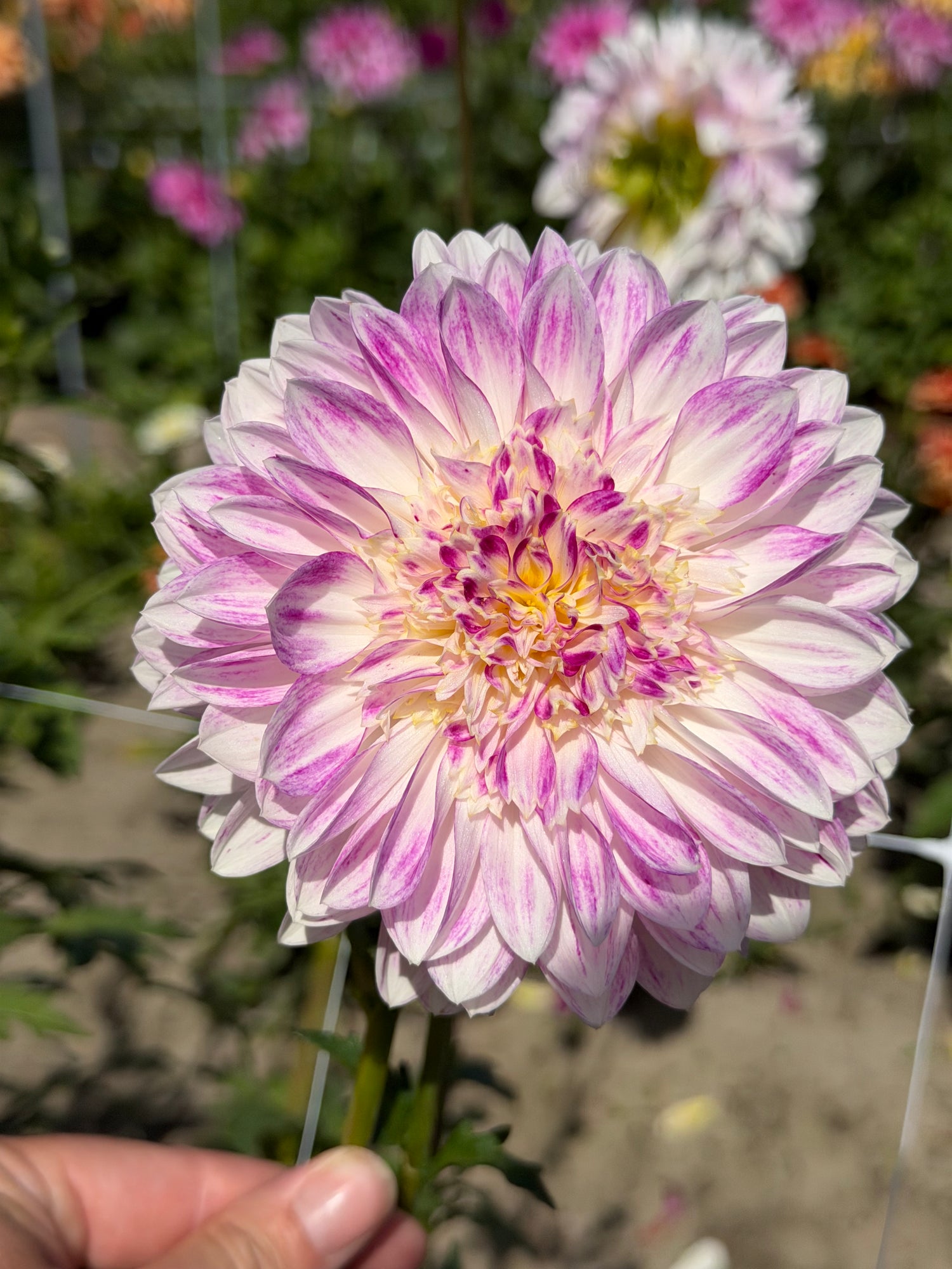 Dahlia Que Sera