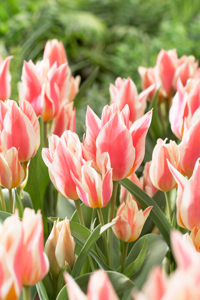 Tulipa Quebec