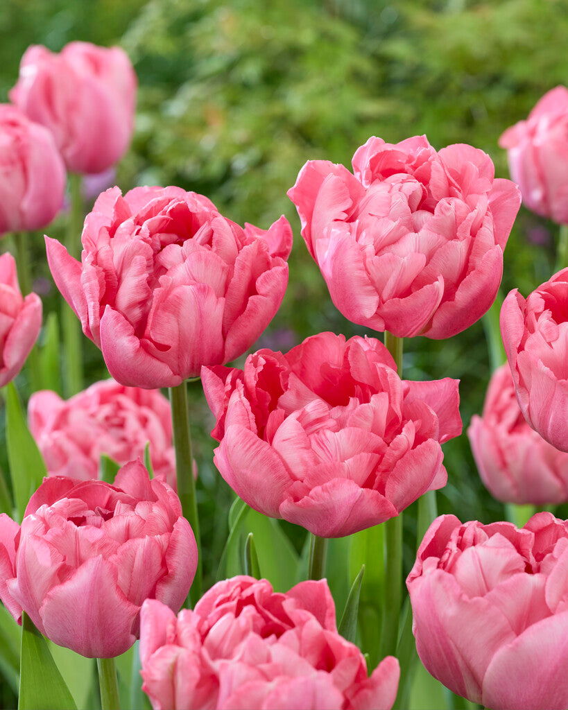 Tulipa Quinty Trustfull