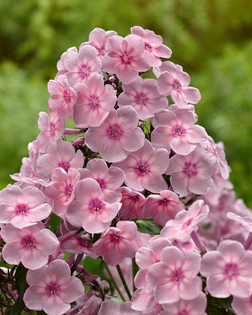 Phlox Rainbow Dancer 