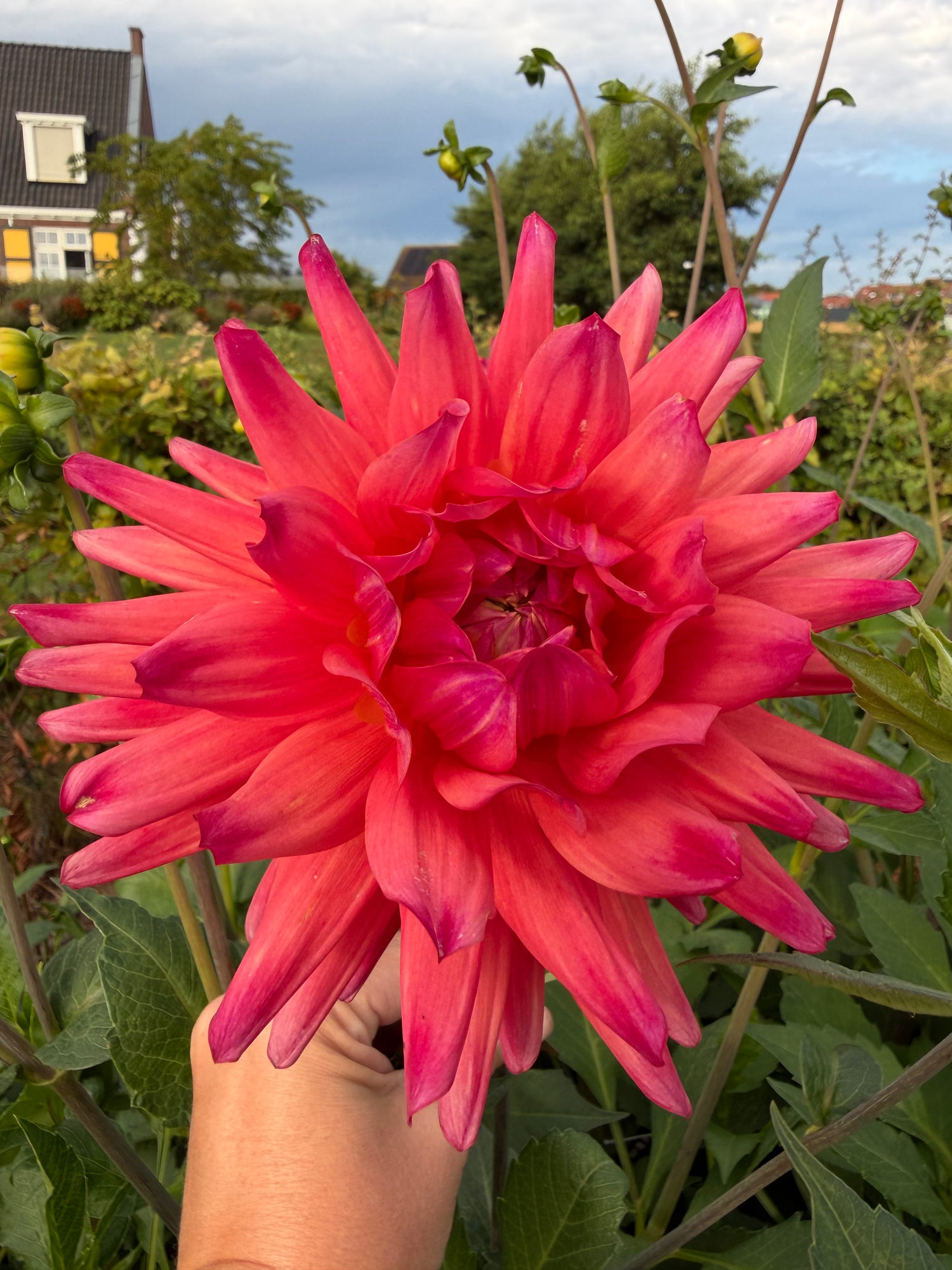 Dahlia Rainbow Silence