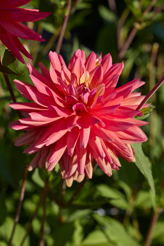 Dahlia Rainbow Silence