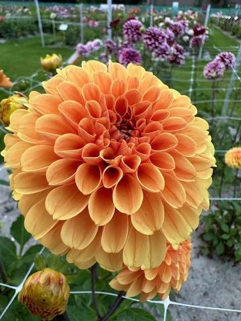 Dahlia Ralphie