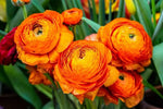 Ranunculus Orange 7/+