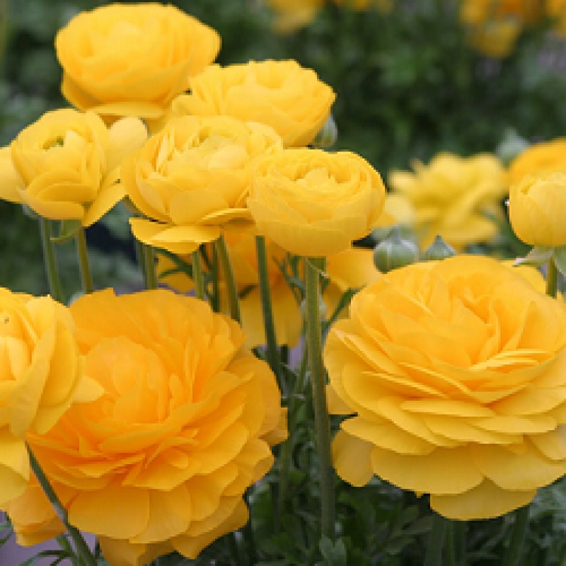 Ranunculus Yellow