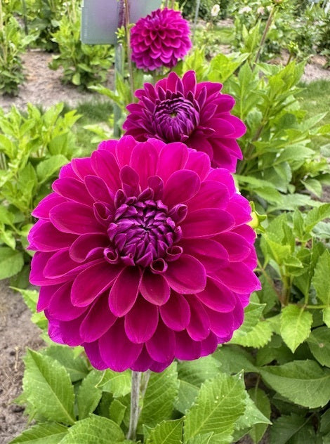 Dahlia Randy Crawford