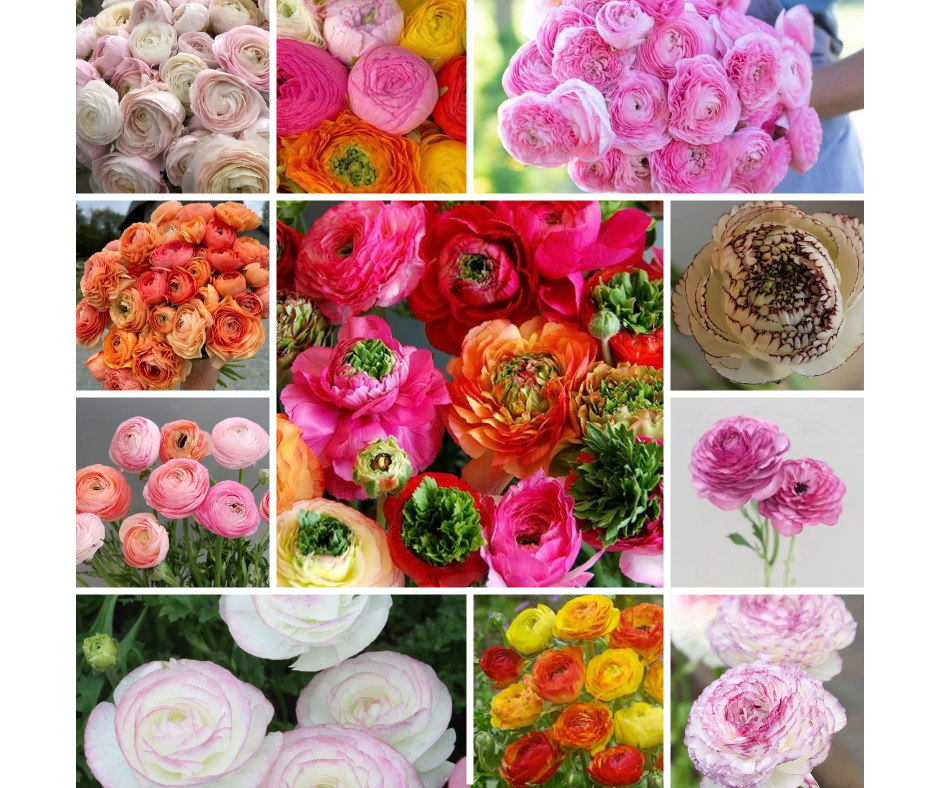 Ranunculus Surprise Collectie 5 x 10 stuks