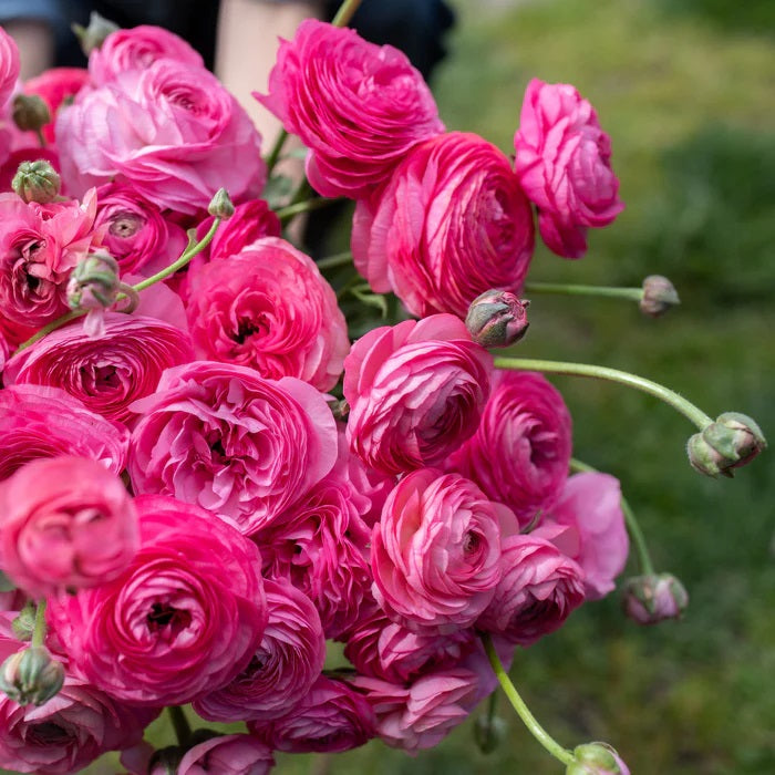 ranunculus amandine pink