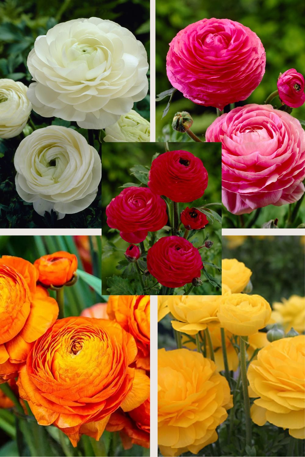 ranunculus collectie