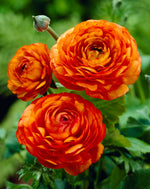 ranunculus orange