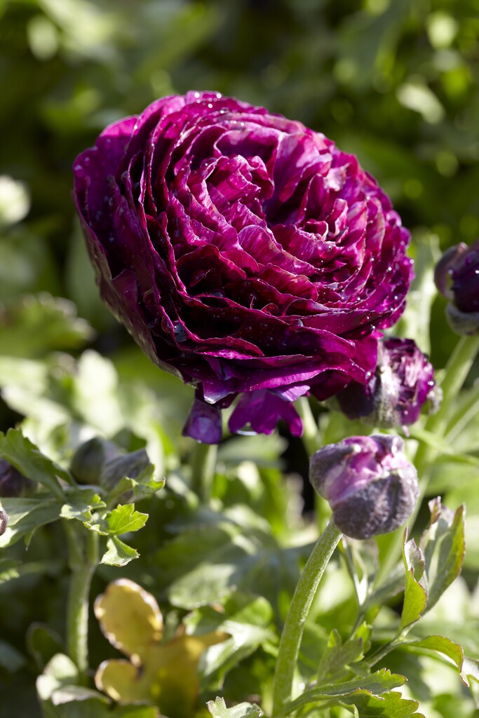 Ranunculus Purple