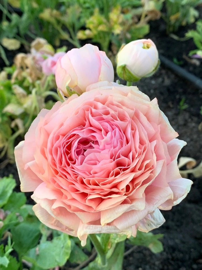 ranunculus pastel pink