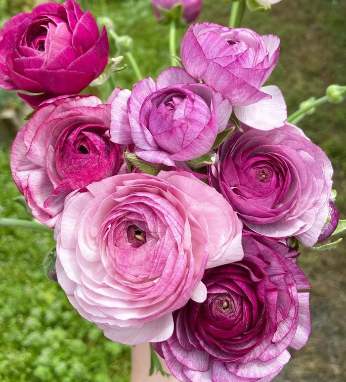 ranunculus purple jean