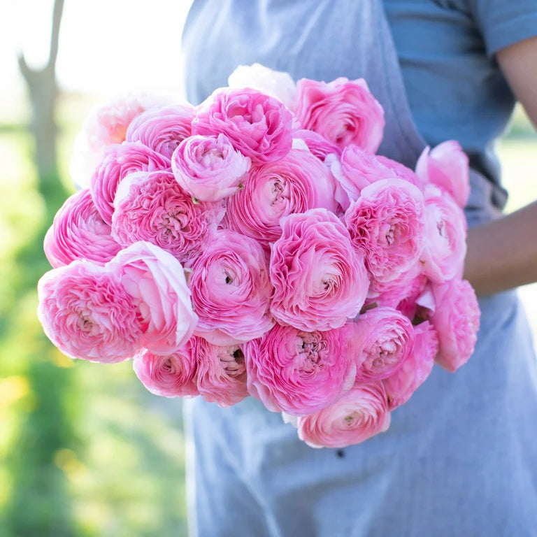 Ranunculus Amandine Barbie