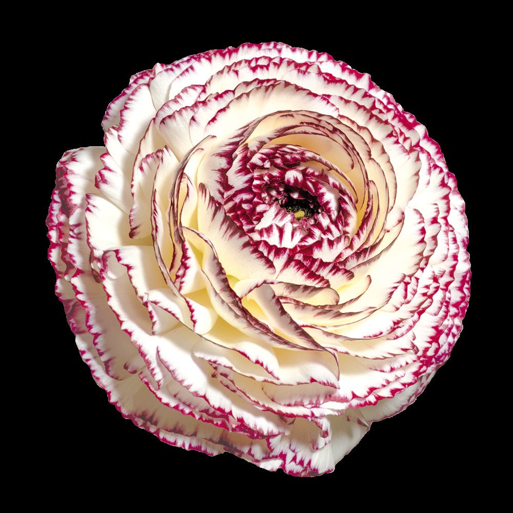 Ranunculus Elegance Bianco Striato