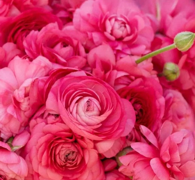 Ranunculus Amandine Bon Bon