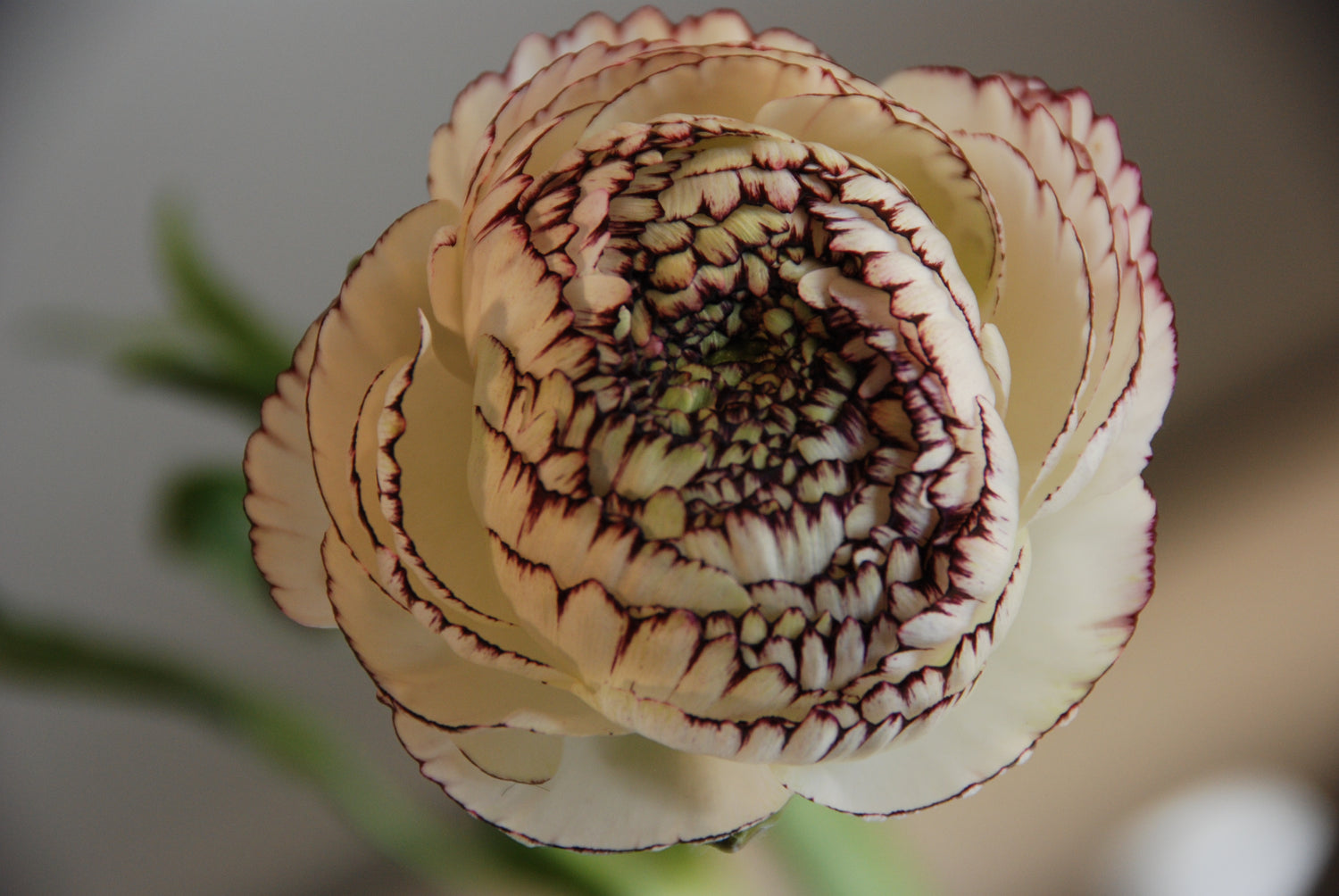 Ranunculus Friandine Cappuccino