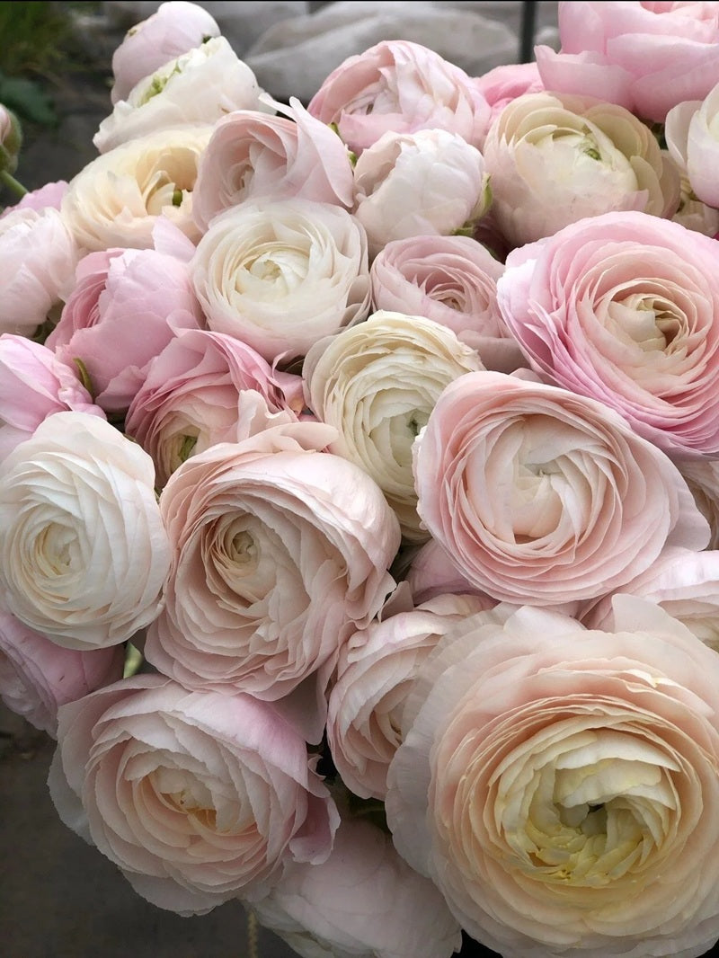 Ranunculus Amandine Chamallow