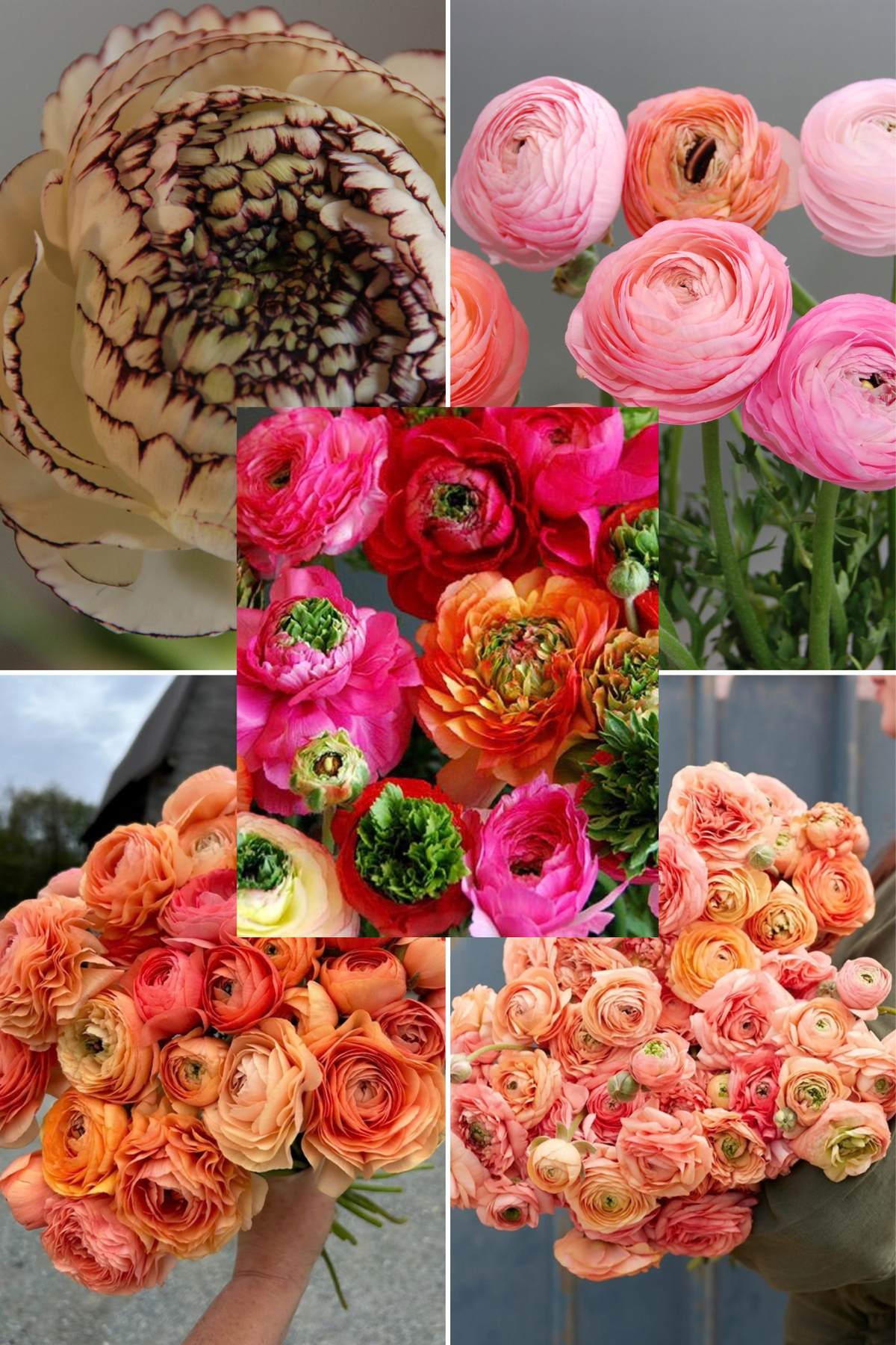 Bulbs4you Ranunculus Collection