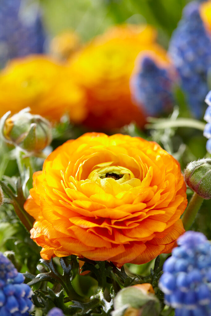 Ranunculus Orange