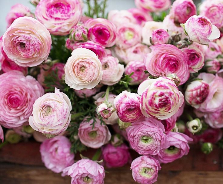 Ranunculus Picotee Pink