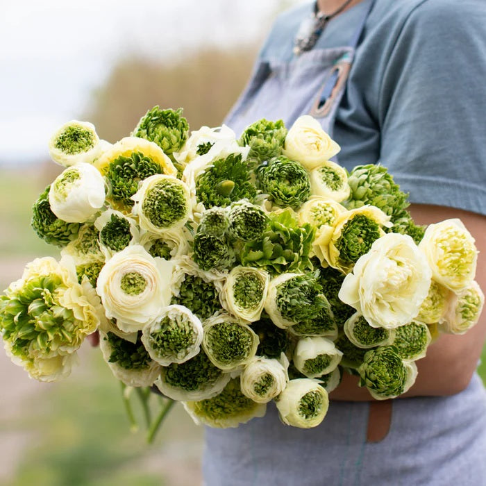 Ranunculus Super Green White