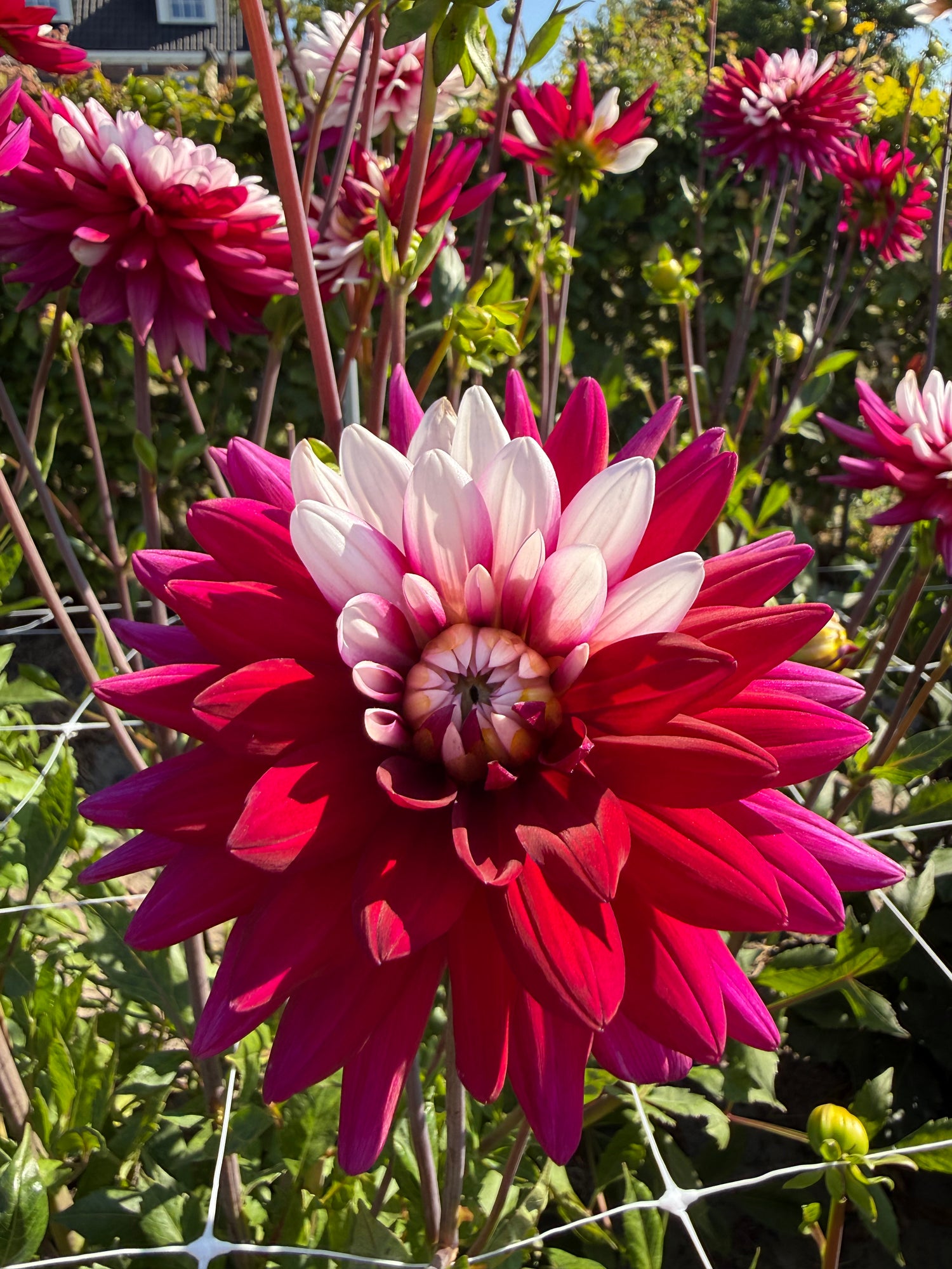 Dahlia Rebecca's World